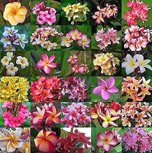 Semillas de Plumeria Rubra Frangipani de Colores Mixtos - 25 Piezas