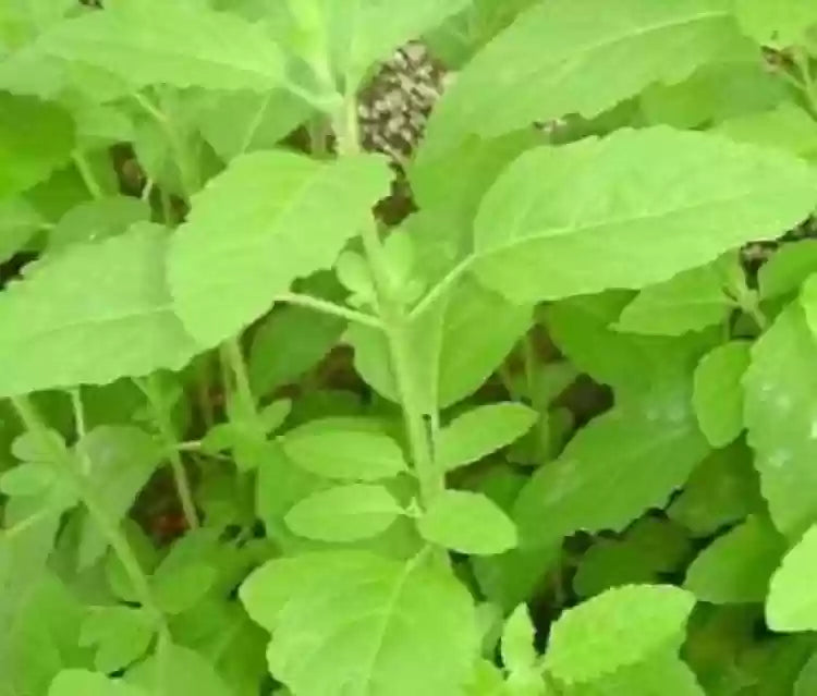 Semi di Vana Tulsi per Piantare – Basilico Sacro Biologico | Erba Aromatica e Medicinale di Qualità Premium per Giardino e Casa | Acquista Online