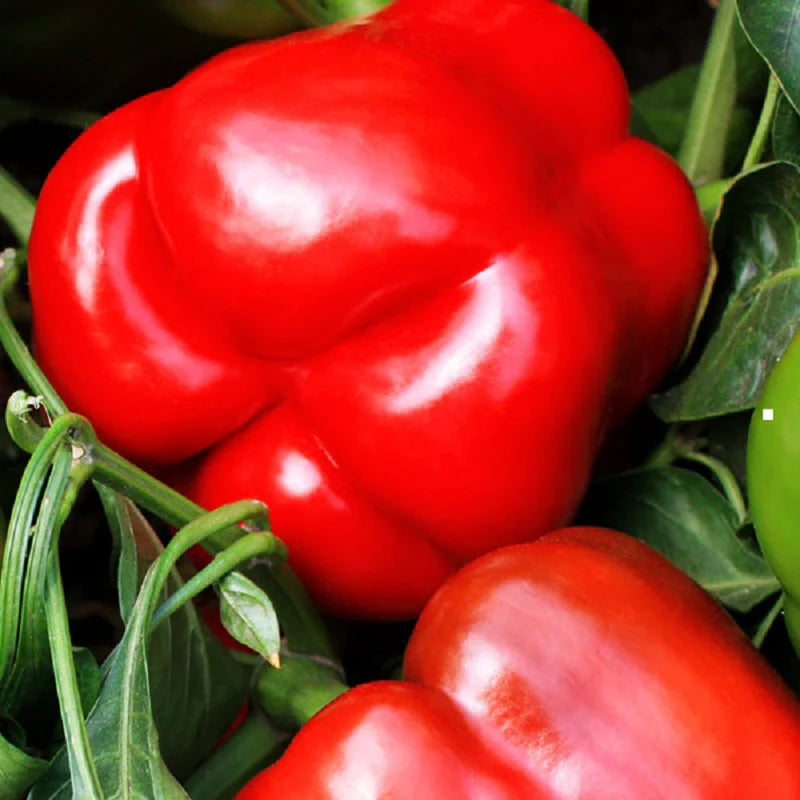 Semi di Peperone Rosso Knight – Alta Produzione, Dolce e a Maturazione Precoce