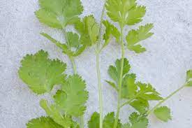 Freizeit-Samen zum Pflanzen – Premium-Qualität, einfach zu ziehende Gartensamen für entspannende grüne Bereiche