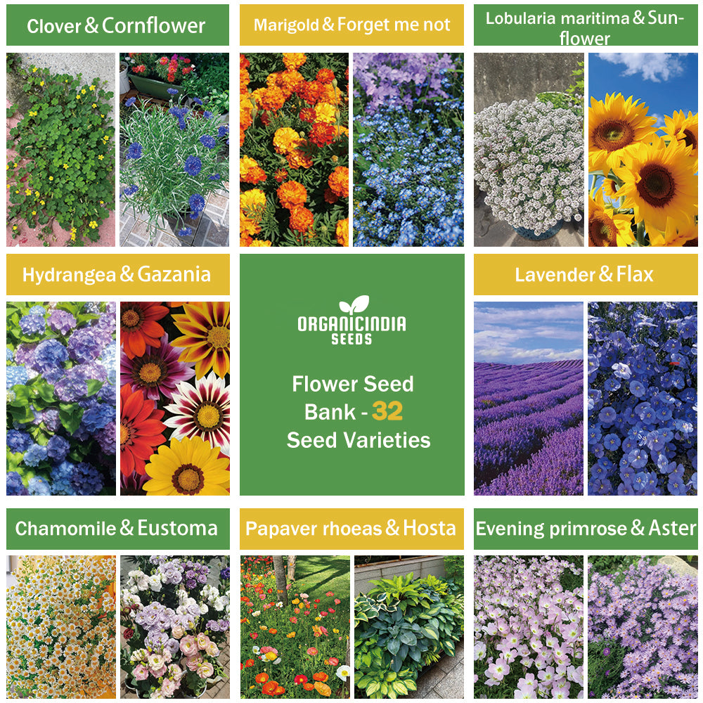 Banco de Semillas de Flores Todo en Uno - 32 Variedades de Semillas