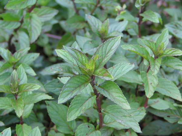 Graines de Menthe Poivrée (Mentha × piperita) – Herbe Fraîche et Aromatique pour la Plantation, Essentiel de Jardin Biologique et Non-OGM