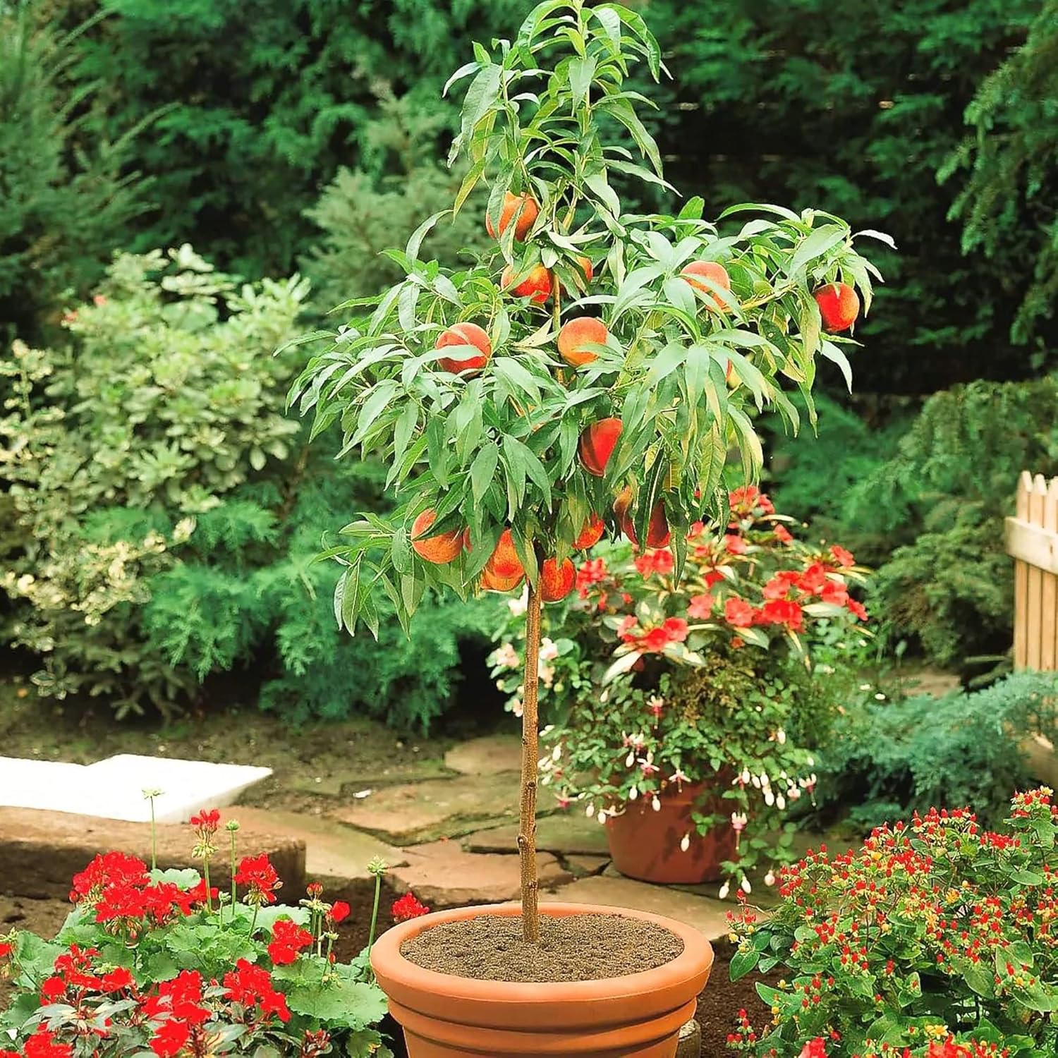 Semillas de árbol de durazno enano Semillas de árbol frutal libres de OGM para jardines pequeños, patios, balcones y cultivo en interiores