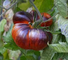 Blue Beauty Tomato Seeds – Heirloom, Organic, High-Yield & Stunning Color