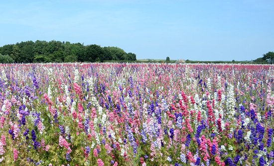 植えるためのコンフェッティフラワーの種 – 鮮やかな花、育てやすい、非遺伝子組み換えのガーデンシード – 屋外および屋内園芸に最適