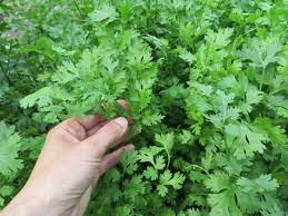 Calypso Samen – Premium Qualität Blütensamen für Lebendige Blüten | Einfach zu Ziehen & Perfekt für Gärten