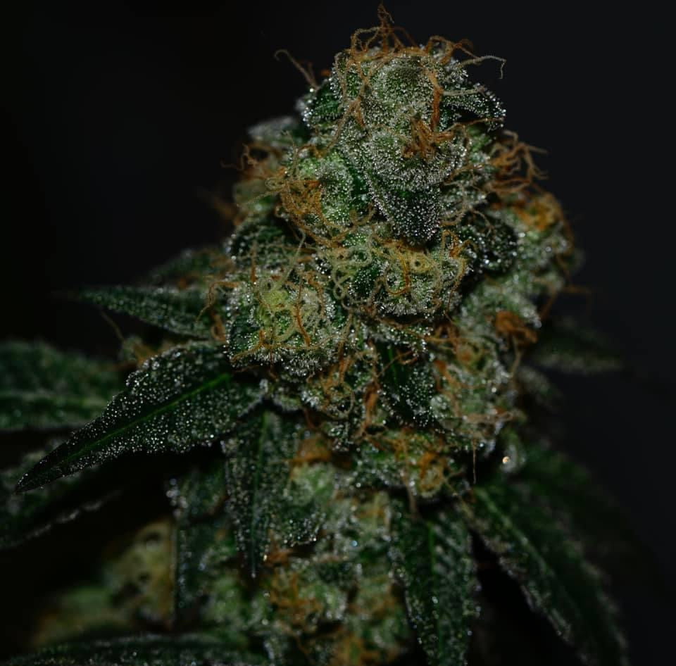 Semi di Menta Arancia (Mentha × piperita citrata) – Erba Profumata per Tè, Cocktail e Uso Culinario | Non OGM, Facile da Coltivare, Pianta Perennante da Giardino