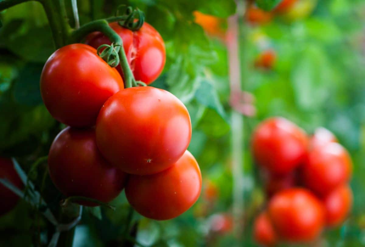 Graines de tomate semi-déterminées, à haut rendement et savoureuses, parfaites pour jardins et contenants