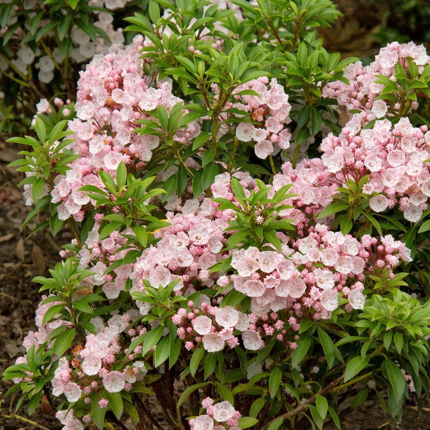 Semillas de Laurel de Montaña (Kalmia Latifolia) – Arbusto perenne floreciente con flores vistosas y follaje brillante, atrae polinizadores