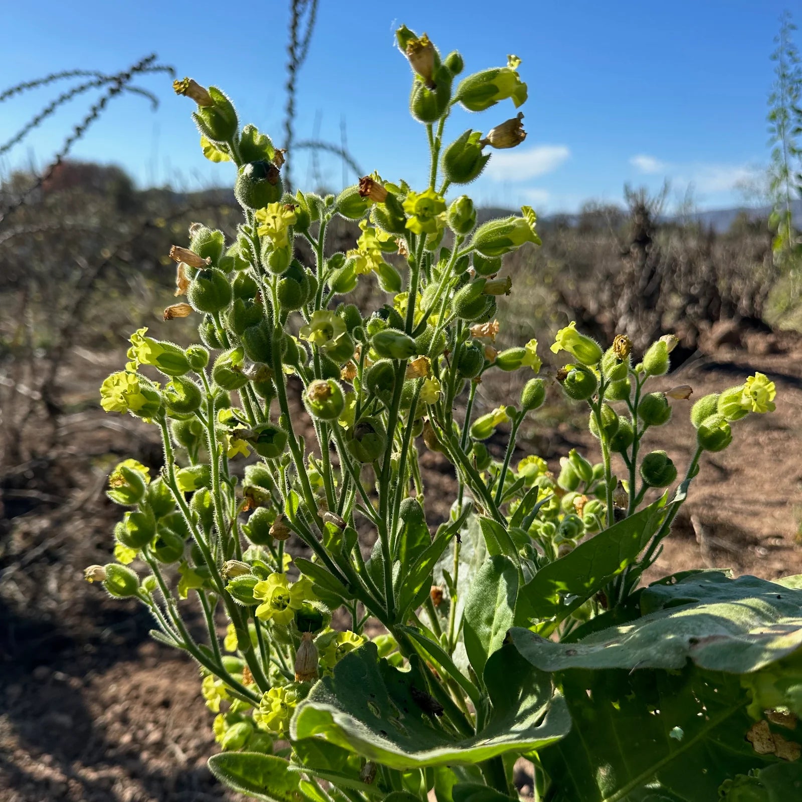 Meadow Tobacco Planting Seeds for Home Garden – 100 pcs