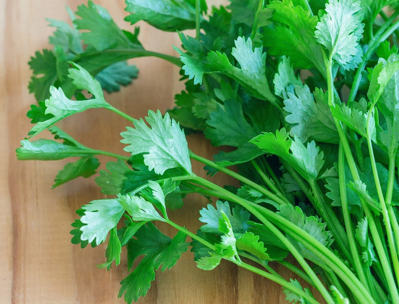 Caribe Samen – Premium Qualität, Nicht-GVO Kräutersamen zum Pflanzen | Schnell wachsend & Hoch ertragreiche Gartensamen