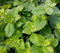 Applemint (Mentha suaveolens) Seeds – Aromatic Herb for Planting, Perennial Mint, Fresh Culinary & Tea Garden Plant