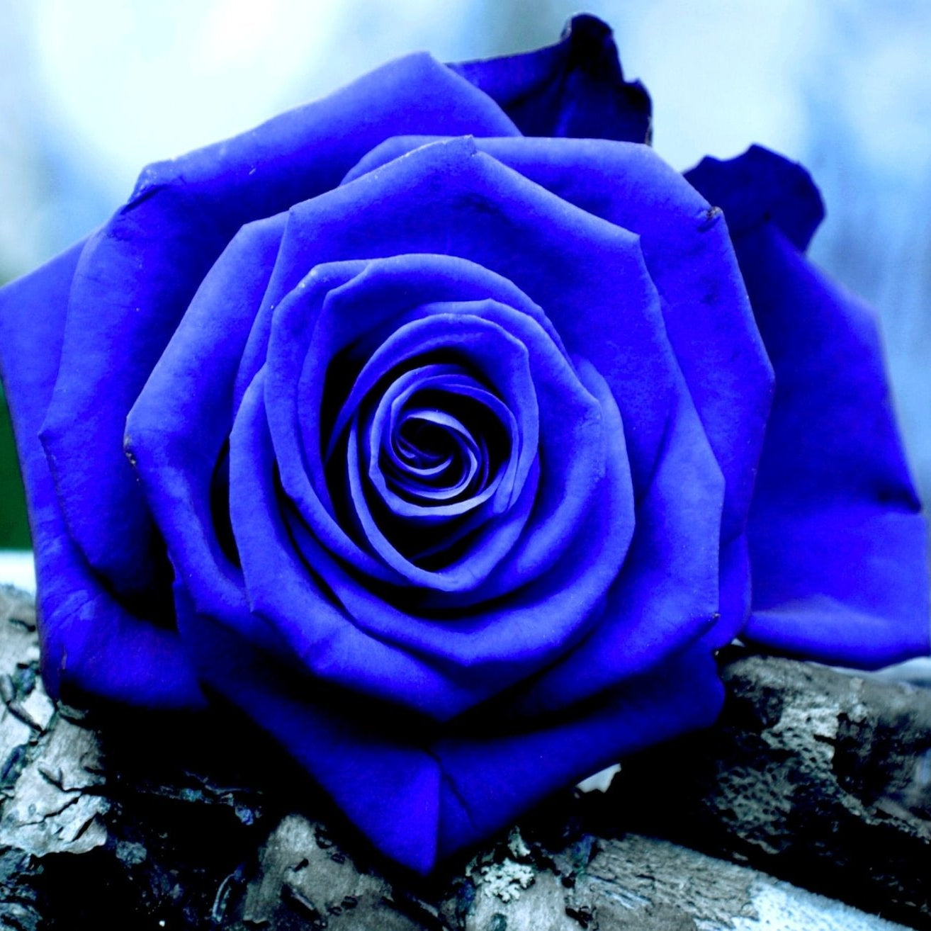 Semi di Fiore Rosa Blu, Rari Fiori Esotici, Facili da Coltivare, Non OGM