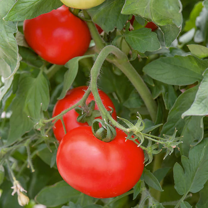 Semillas de Tomate Better Boy – Variedad de Alto Rendimiento, Jugosa y Resistente a Enfermedades