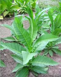 家庭菜園用の草の根たばこ種子