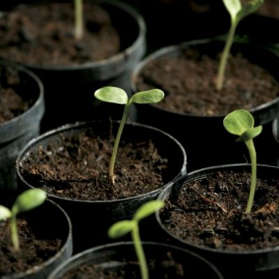 Schnell wachsende Samen zum Pflanzen – Premium Qualität, hohe Keimung, nicht gentechnisch verändert, einfach zu ziehende Gartensamen