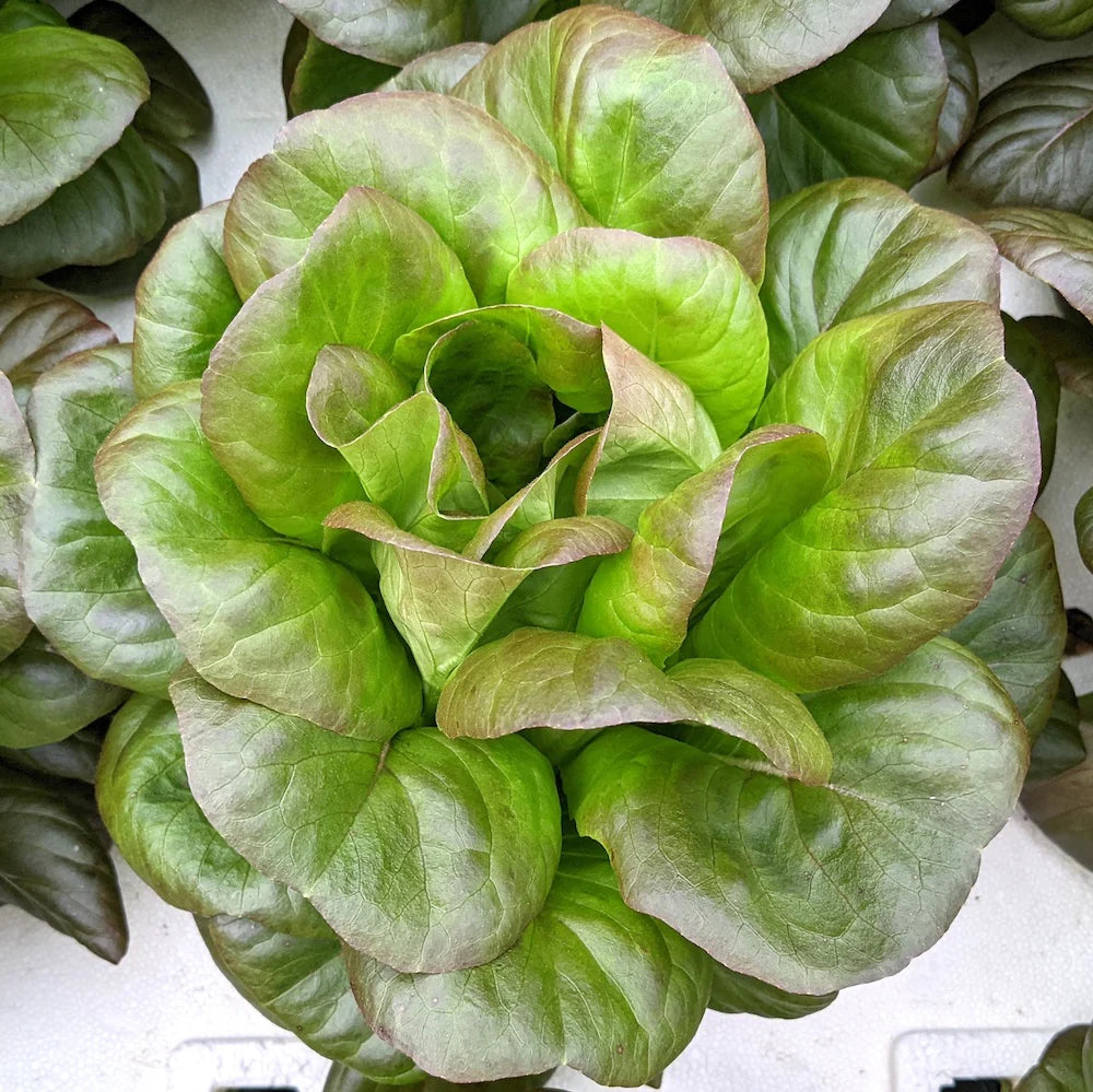 Butterhead Red Lettuce Seeds – Heirloom, Fresh & Crunchy, Perfect for Home Gardens