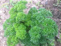 Semillas de perejil rizado para plantar – Herencia, no transgénico, semillas de hierbas orgánicas – Fácil de cultivar, guarnición culinaria fresca y esencial para el jardín