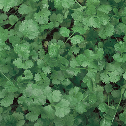 Langsam schießende Kräuter- und Gemüsesamen – Premiumqualität, hoher Ertrag, ideal für verlängerte Erntezeit