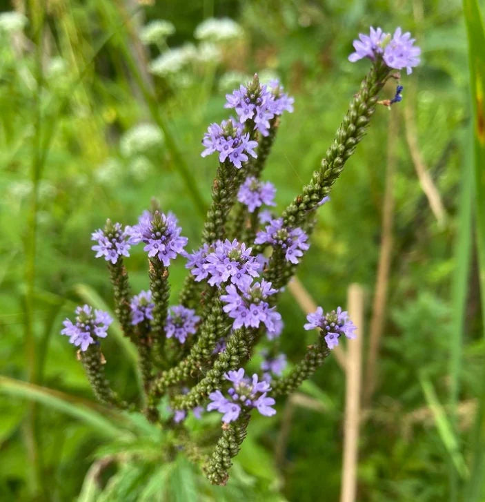 Semillas de Verbena Azul (Verbena hastata) para Plantar
