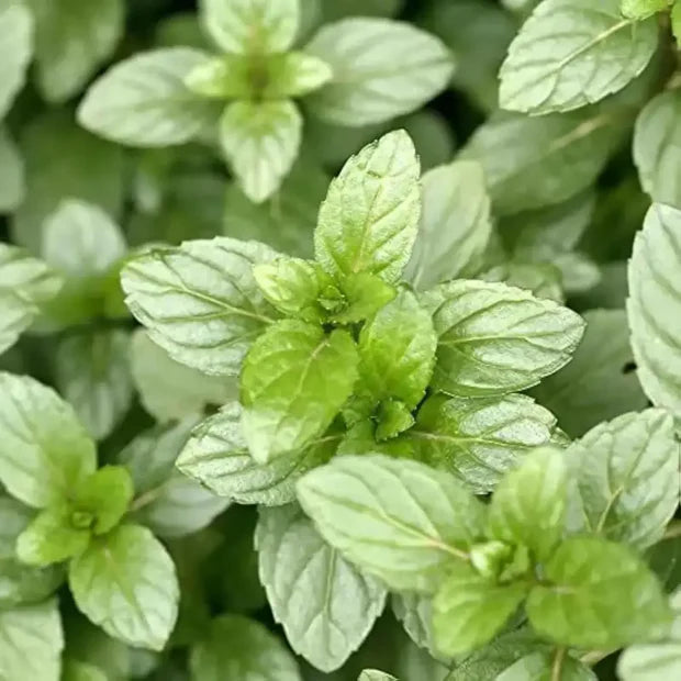 Chocolate Mint Seeds (Mentha × piperita 'Chocolate') – Aromatic Herb for Planting, Perennial, Perfect for Teas & Desserts, Non-GMO, Organic Garden Favorite