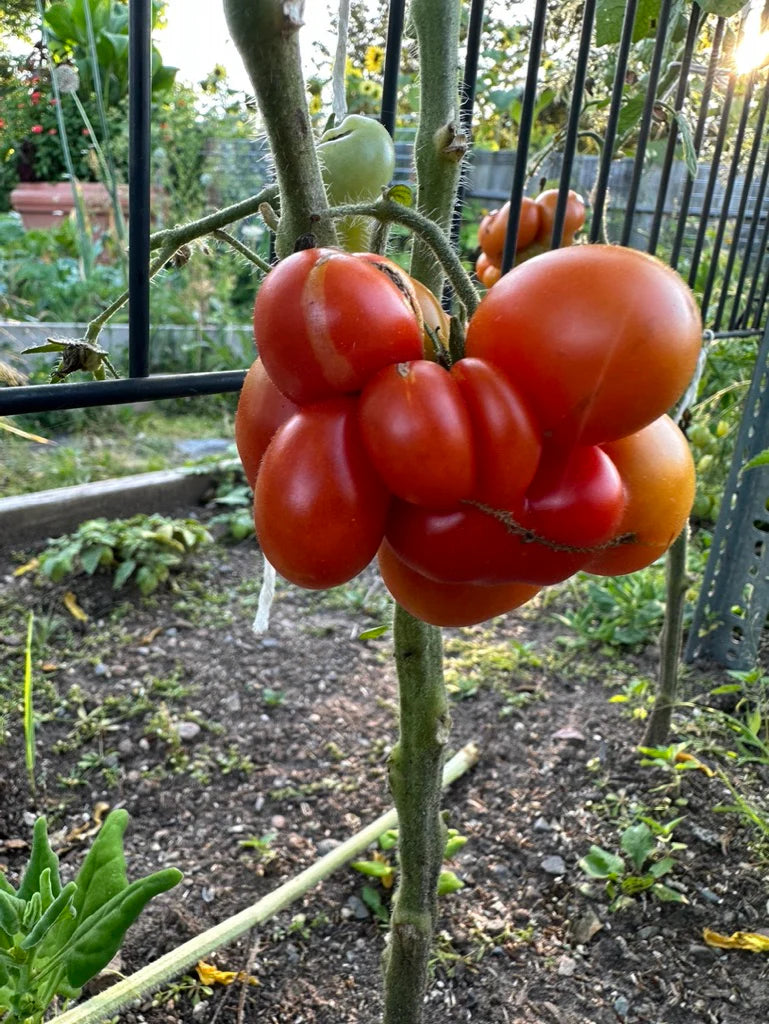 Semi di pomodoro Reisetomate – Pomodoro antico unico a grappolo