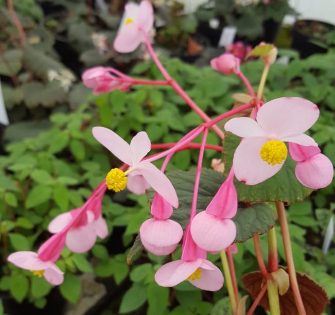 Semillas de Begonia Grandis Subs Evansiana para Plantar: Perenne Elegante para Jardineros Entusiastas y Amantes de las Plantas