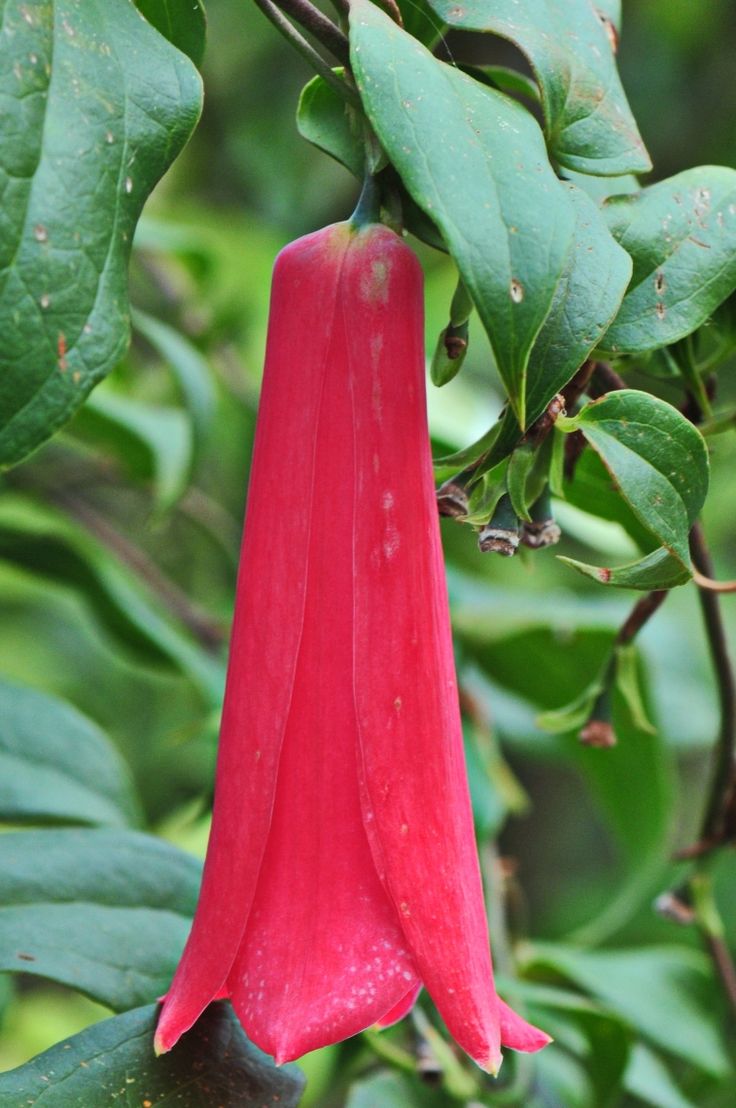 LAPAGERIA ROSEA- Semillas Premium para la Belleza Floreciente y la Delicada Elegancia de Tu Jardín