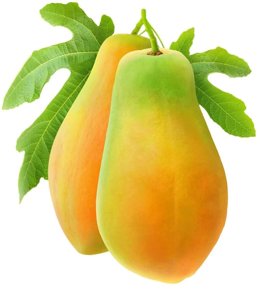 Semillas de papaya amarilla para plantar – Variedad de fruta dulce y tropical