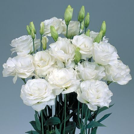 Semillas de Lisianthus Echo Blanco, Flores Blancas Puras Clásicas para Jardines Elegantes y Ramos