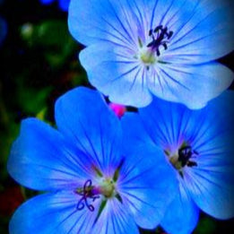Graines de fleurs de géranium bleu, fleurs rares et vibrantes, faciles à cultiver, non-OGM