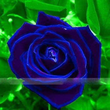 Purple Blue Rose Seeds For Planting
