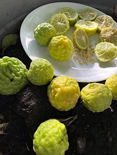 カフィアライムの木の種子(植え付け用)–開花および結実品種、品質保証