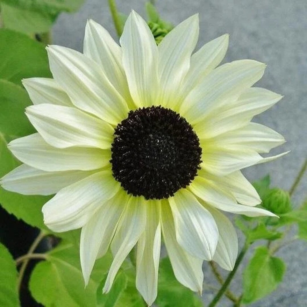 Semillas de Girasol Blanco Italiano – Elegantes Flores Cremosas para Jardines y Ramos