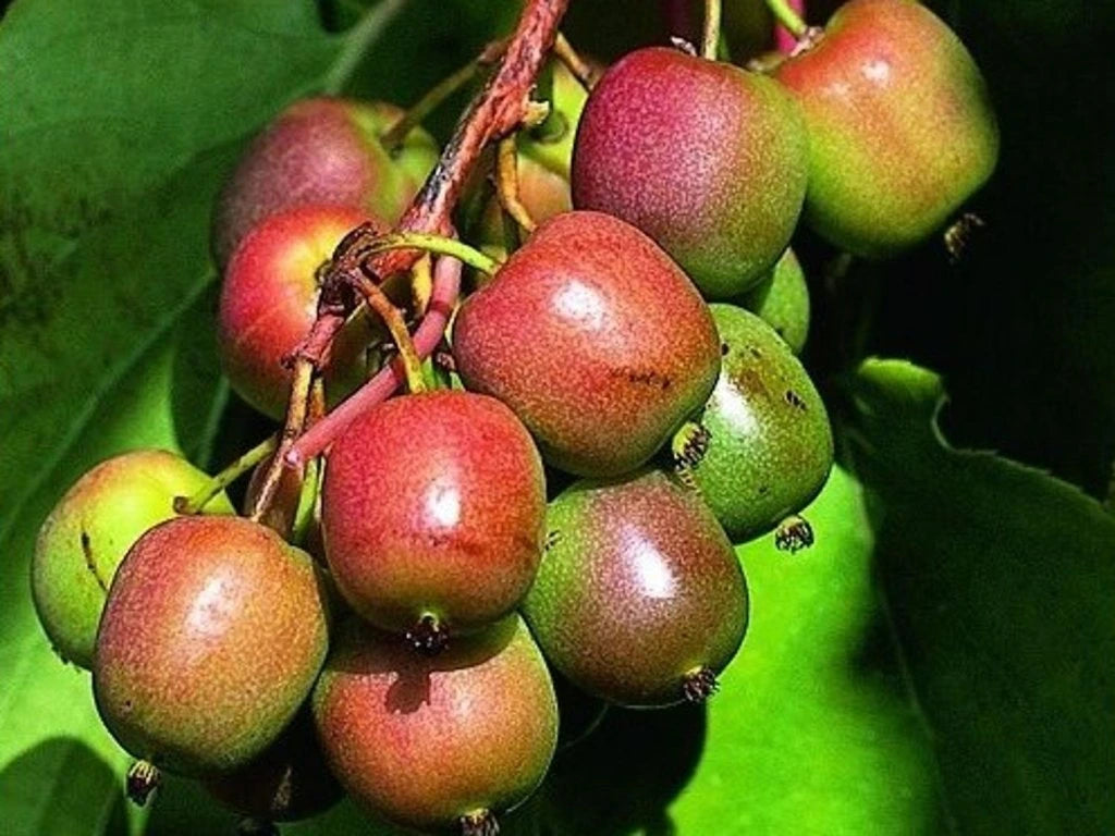 Semi di Kiwi di Ginevra per Piantare – Coltiva Frutti di Kiwi Dolci e Resistenti