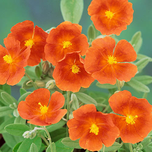 Graines de thym rampant orange - Plante vivace parfumée sans OGM, couvre-sol nécessitant peu d'entretien (100 pièces)