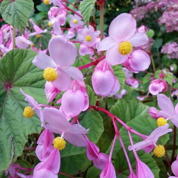 Semillas de Begonia Grandis Subs Evansiana para Plantar: Perenne Elegante para Jardineros Entusiastas y Amantes de las Plantas