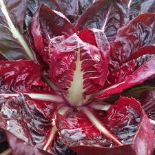 Semillas de Radicchio Rossa di Verona para una abundancia de verduras frescas y llenas de nutrientes directamente de tu jardín!