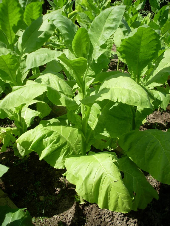 Semillas de tabaco Grassroot – Semillas de plantación heredadas para jardines – 100 piezas