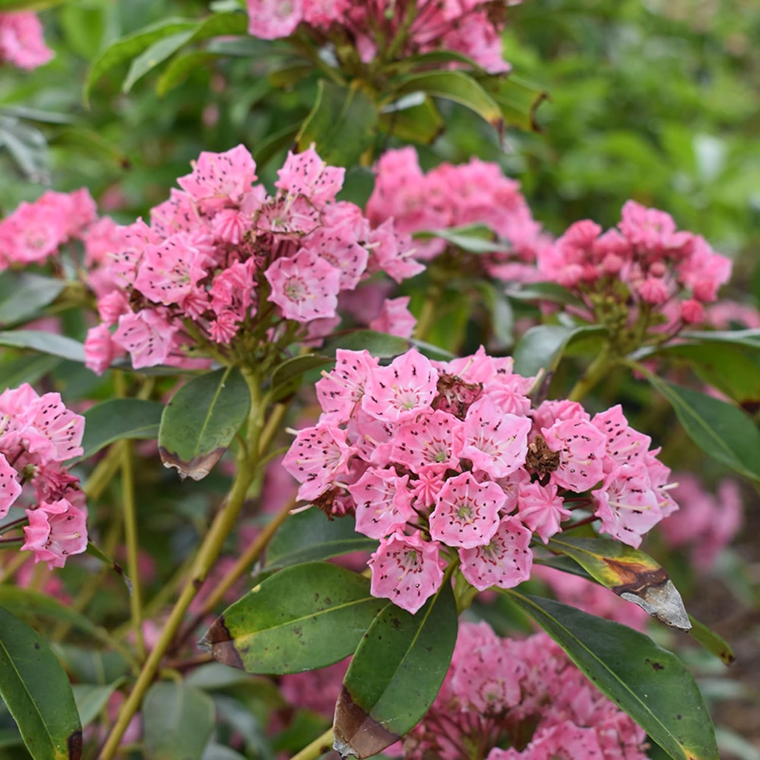 Semillas de Laurel de Montaña (Kalmia Latifolia) – Arbusto perenne floreciente con flores vistosas y follaje brillante, atrae polinizadores
