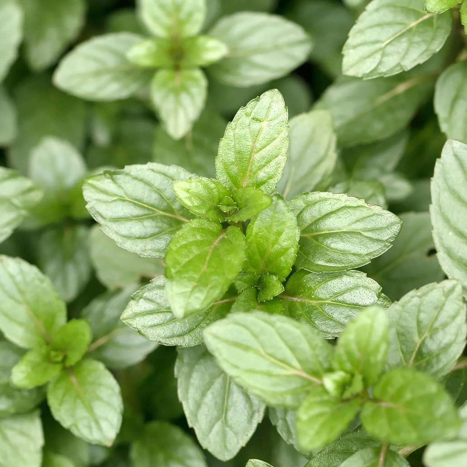 Semillas de Menta con Chocolate Perennes, de Crecimiento Rápido para Patio y Jardín en Contenedor