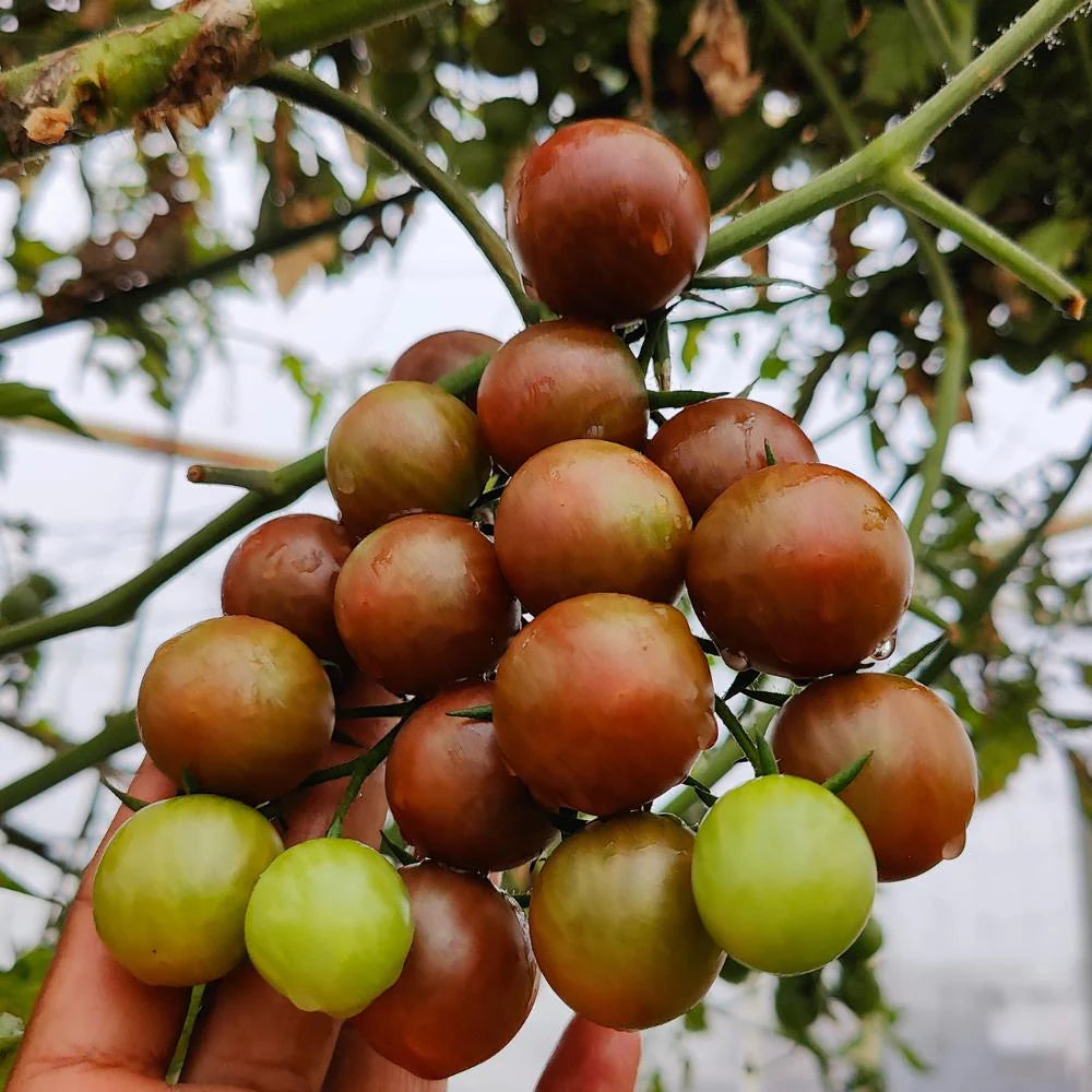 Semi di pomodoro ciliegia nera, varietà antica dolce e succosa