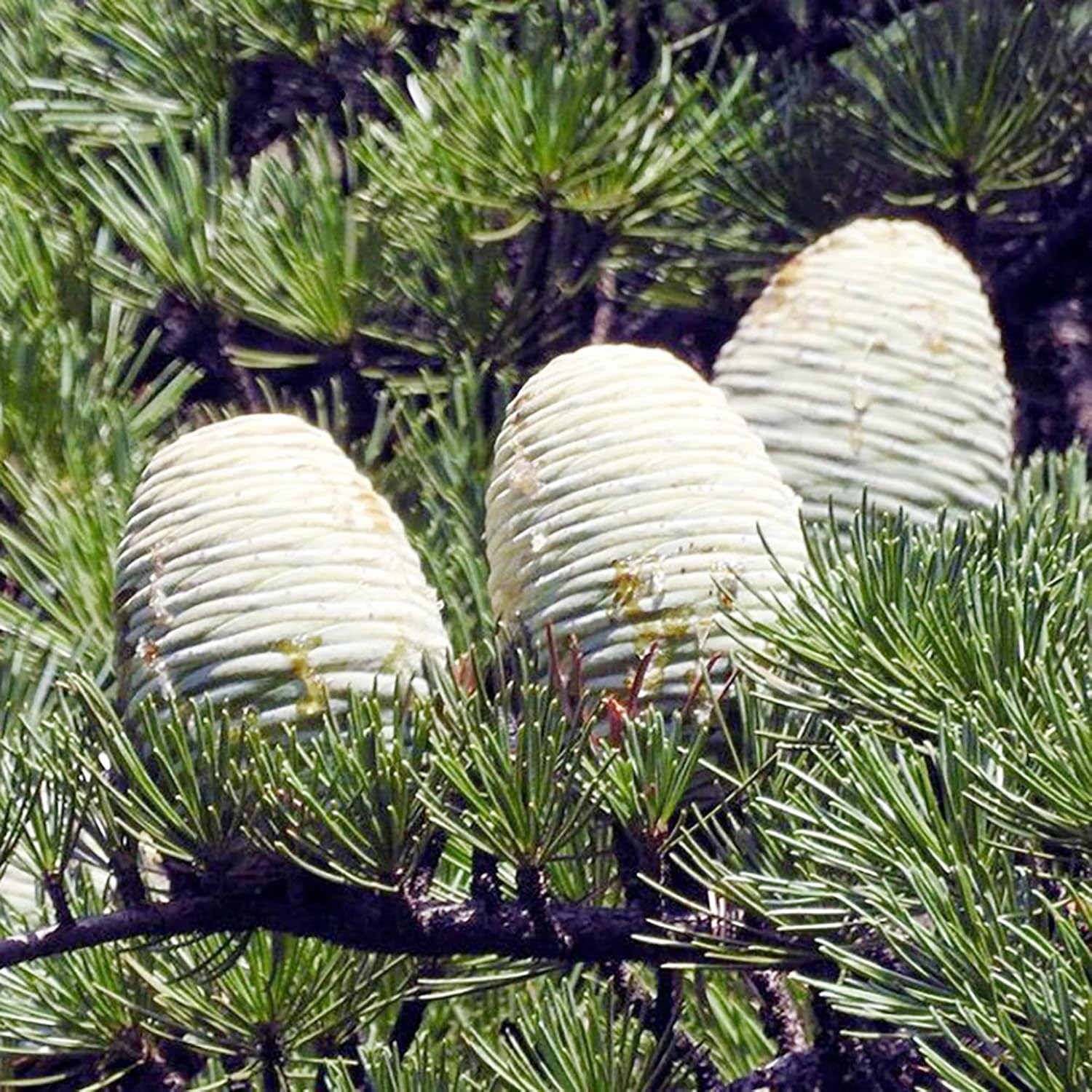 Semillas de Cedrus Libani - Cedro del Líbano, Fragante, Bajo Mantenimiento, Tolerante a la Sequía para Camino Exterior - 5 Piezas