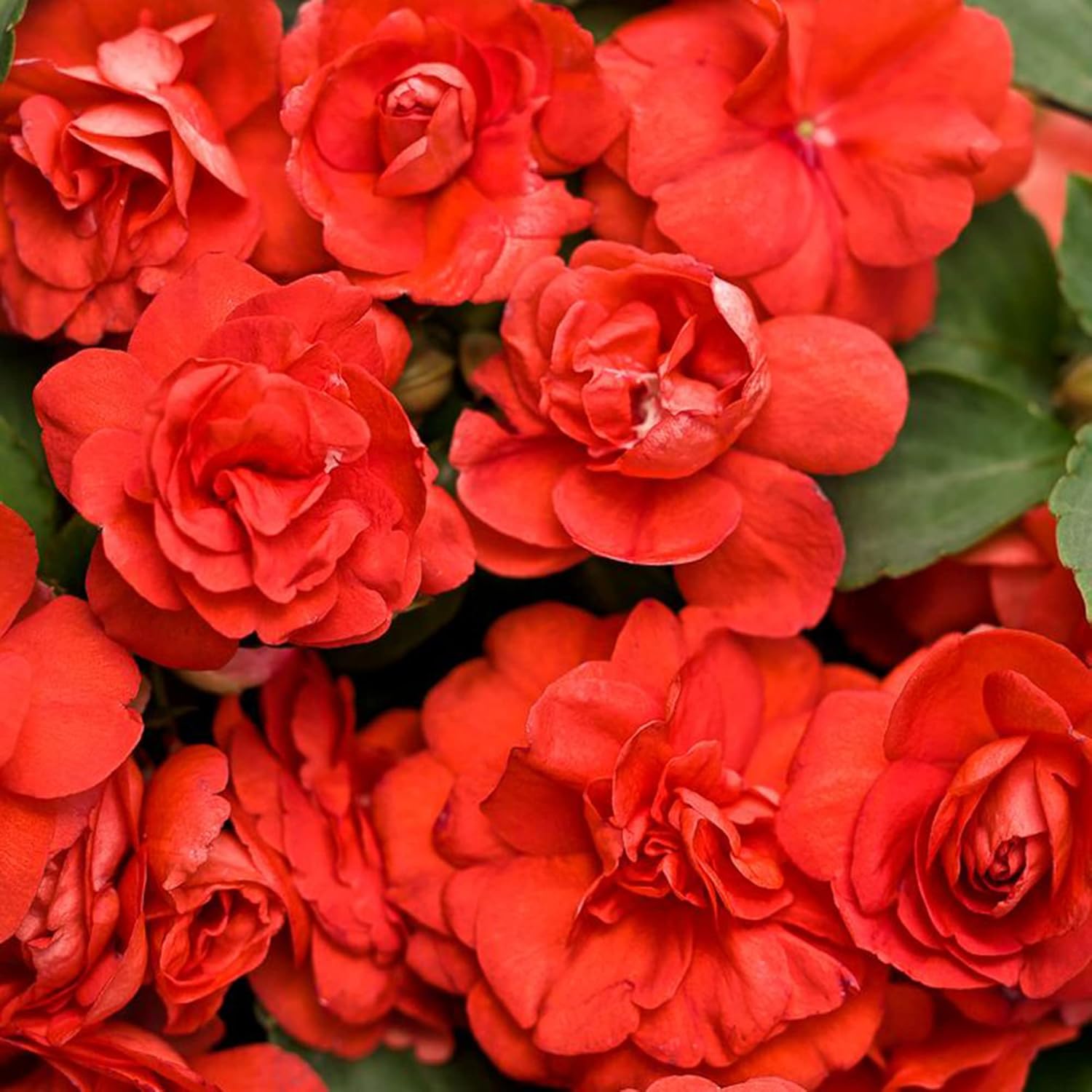 Semillas de Impatiens Dobles Tolerantes al Calor, Perennes Bien Ramificadas, Cultivar como Anuales para Camas, Bordes y Contenedores