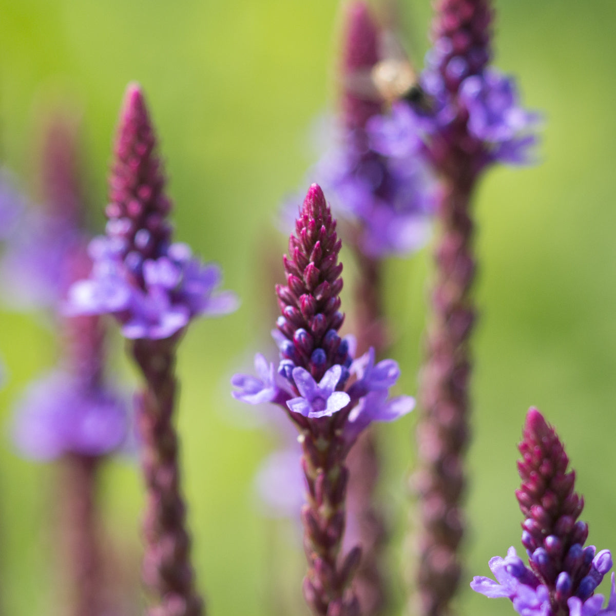 Semillas de Verbena Azul (Verbena hastata) para Plantar