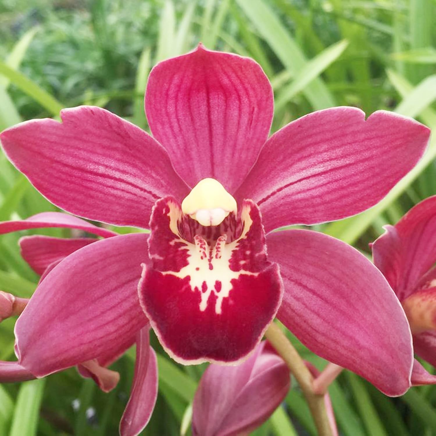Cymbidium Orchid Seeds Boat Orchid, Evergreen Perennial, Attracts Bees, Great for Beginners, Container Houseplant