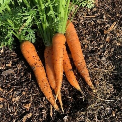 Semillas de Zanahoria Autumn King – Variedad Heredada, Dulce y Resistente