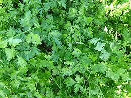 Gigante d’Italia Parsley Seeds – Premium Heirloom Herb for Flavorful Cooking & Gardening | Buy Organic Seeds Online