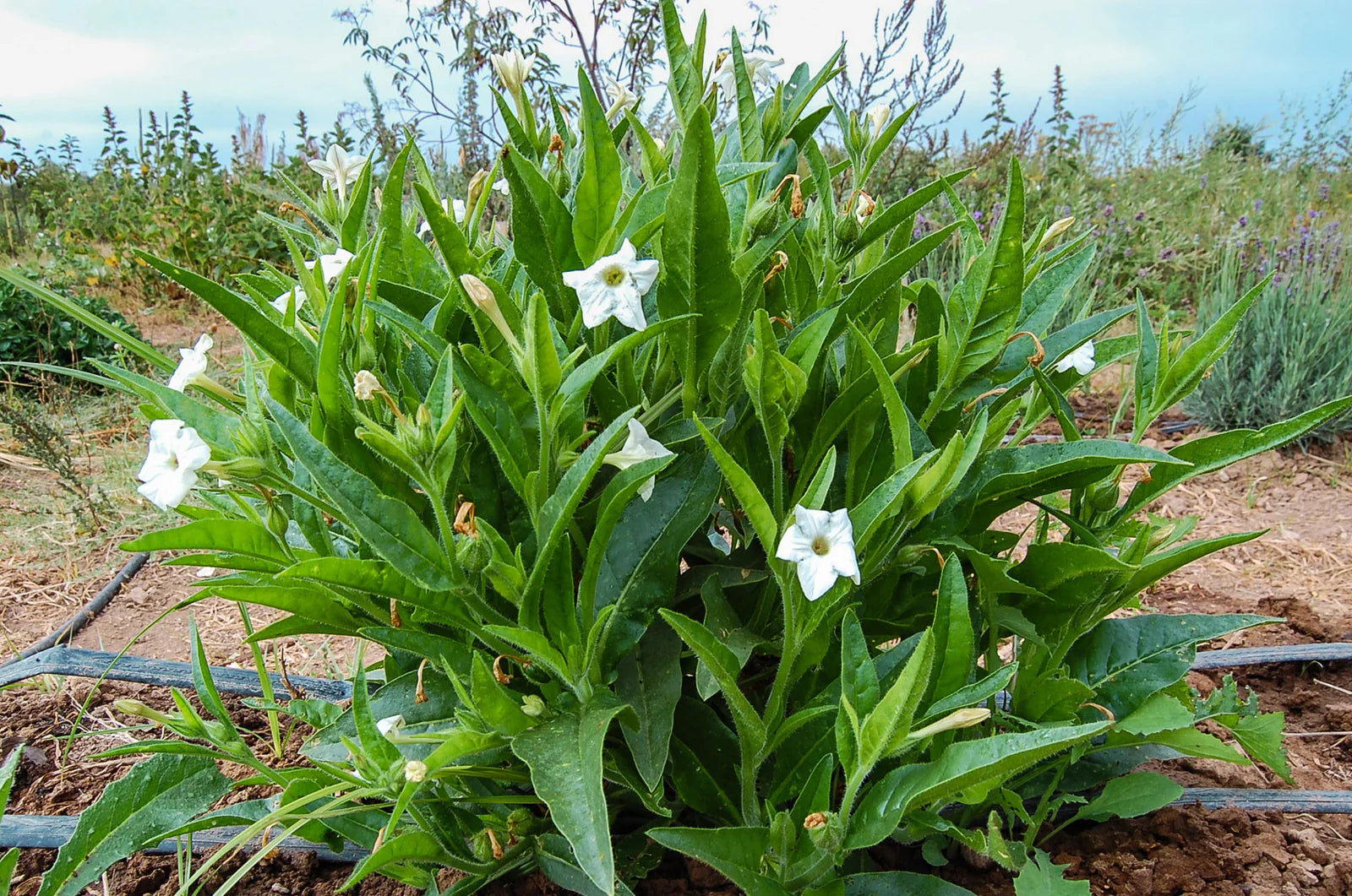Meadow Tobacco Planting Seeds for Home Garden – 100 pcs