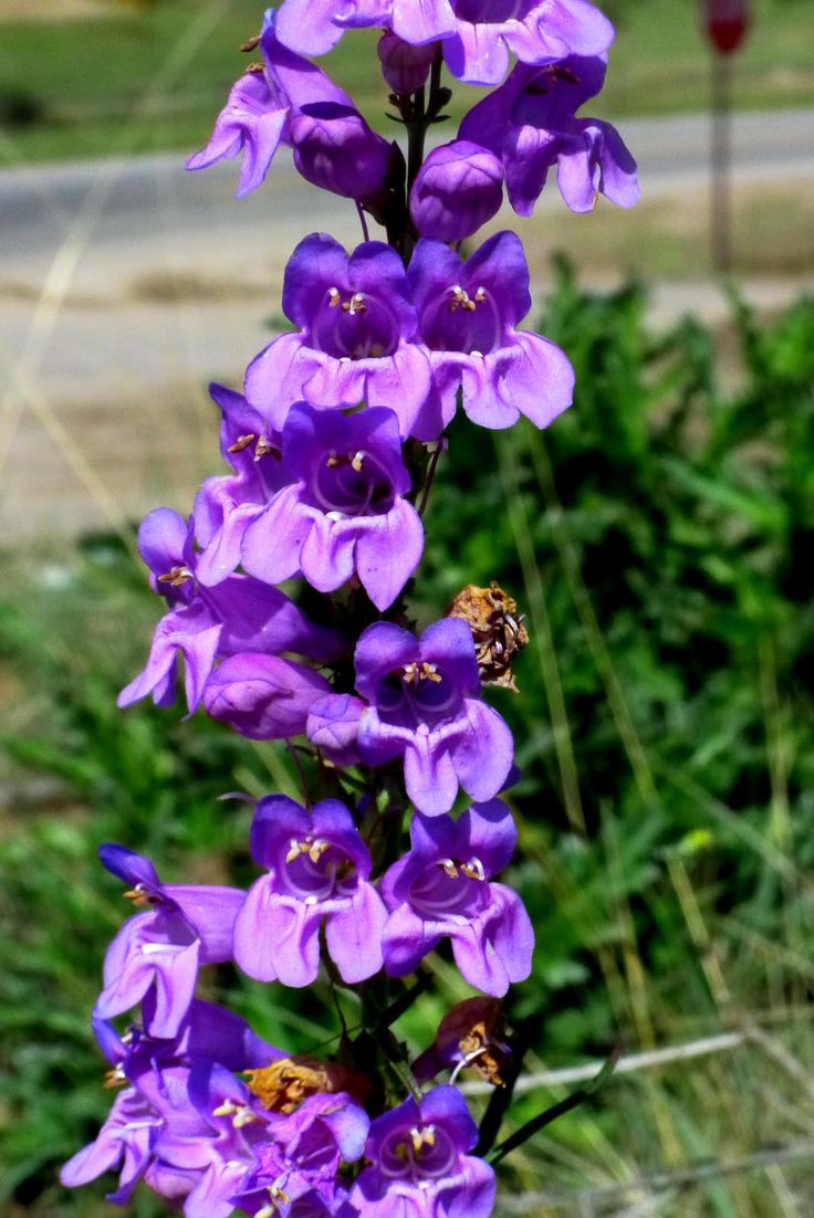 Purple Snapdragon Flower Seeds – Vibrant & Hardy Blooms for Your Garden